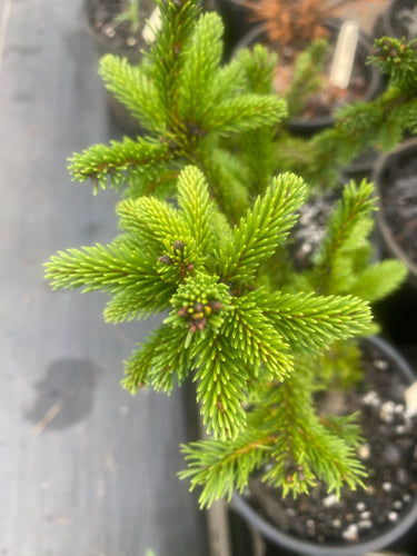 Picea abies 'Mucronata' Norway Spruce - Maple Ridge Nursery